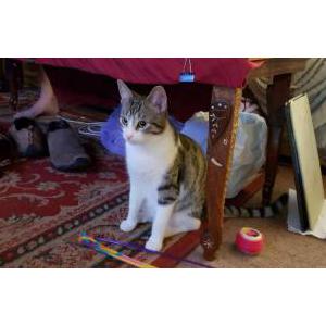 Lost Cat Lemmy
