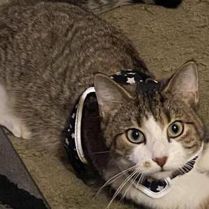 Lost Cat Baby kitty