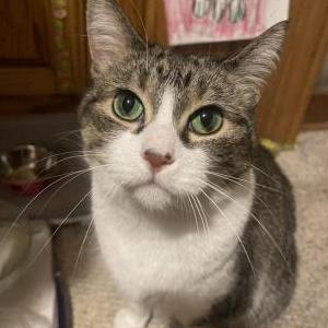 Lost Cat Bella