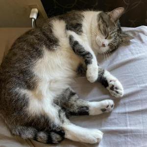 2nd Image of Bella, Lost Cat