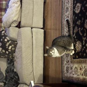 Lost Cat Ringtail aka Doobie