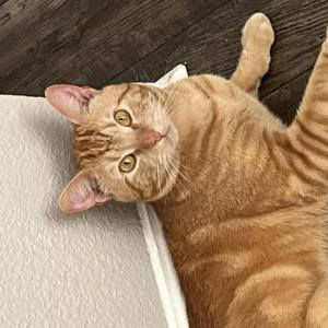 Lost Cat Ollie