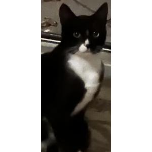 Found Cat Unknown