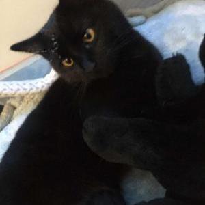 Lost Cat Lyla