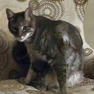 Lost Cat Timmy