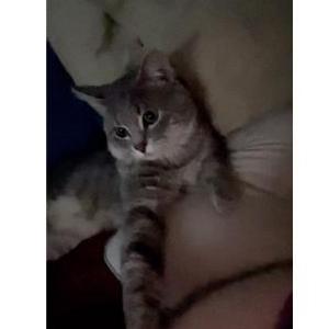 Lost Cat Hobo