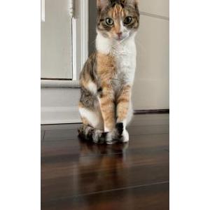 Lost Cat Sandy