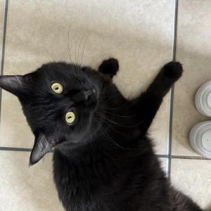 Lost Cat Shadow