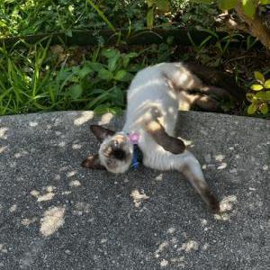 Lost Cat Drumstick