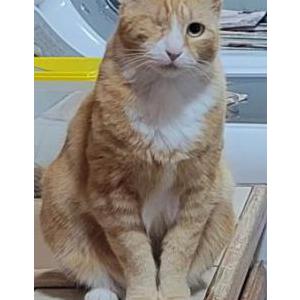 Lost Cat Morgan
