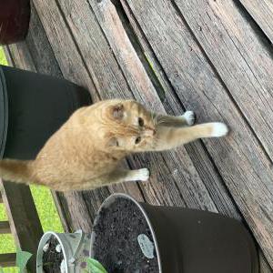Lost Cat Starr
