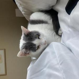 Lost Cat Ivy