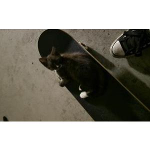 Lost Cat Boots