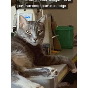 Lost Cat Thor