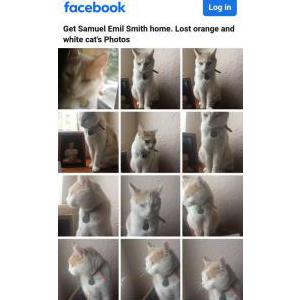 Lost Cat Samuel Emil Smith