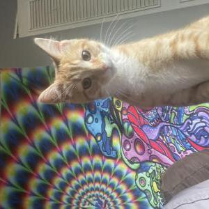 Lost Cat Mufasa