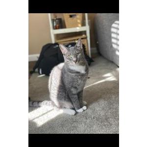 Lost Cat Willy