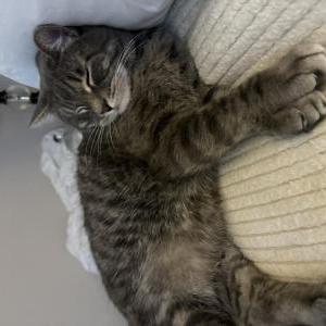 Lost Cat Charlie