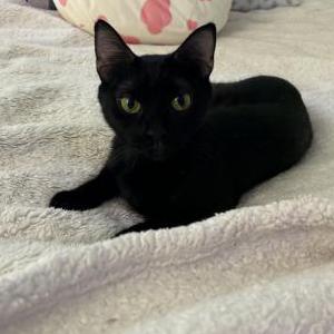 Lost Cat Meow Meow