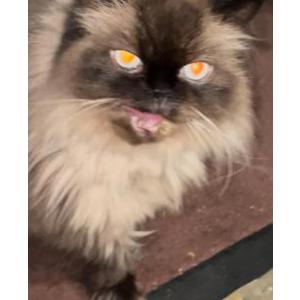 Lost Cat Cruz