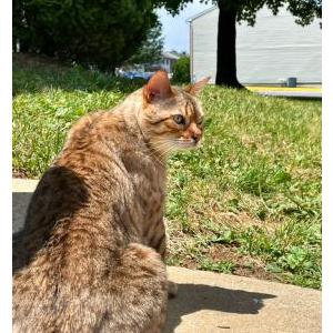 Lost Cat Milo