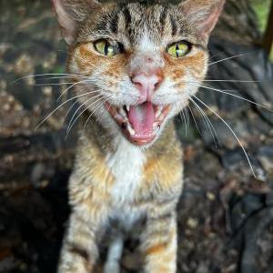 Found Cat Unknown