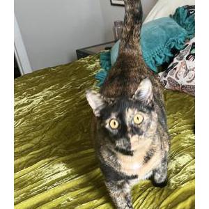 Lost Cat Ginger
