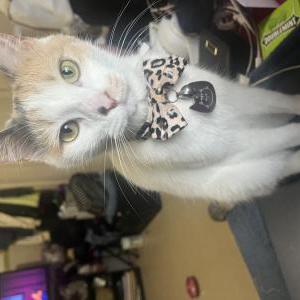 Lost Cat Celestial Paige
