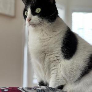 Lost Cat Jack