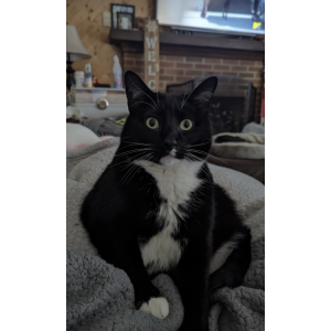 Lost Cat Louie
