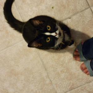 Lost Cat Tuxie