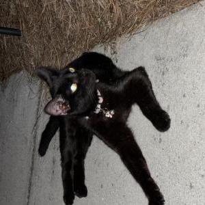 Found Cat Unknown