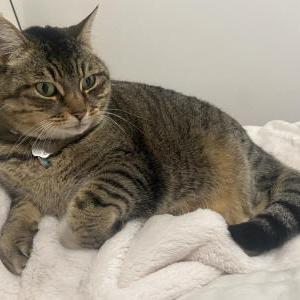 Lost Cat Kitty