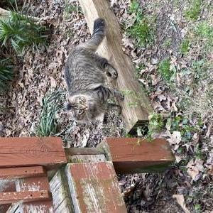 Lost Cat Hunter