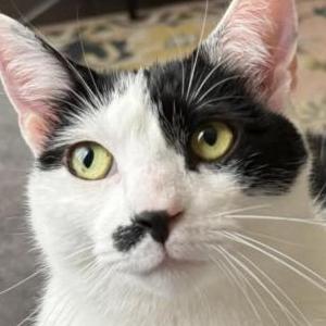 Lost Cat Gomez