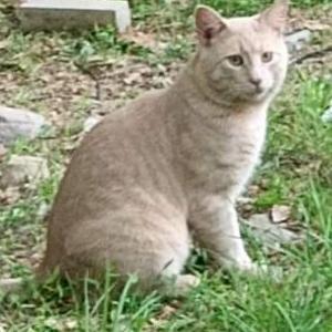 Lost Cat Figgy