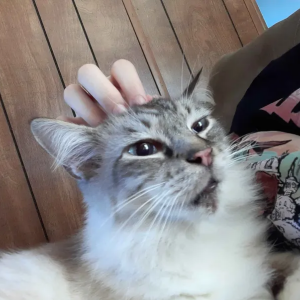 Lost Cat tuffy
