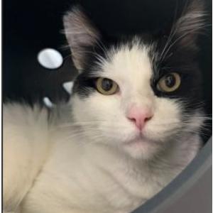 Lost Cat Toby