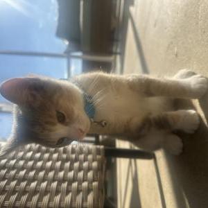 Lost Cat Cookie