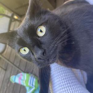 Lost Cat Martini (Acorn)
