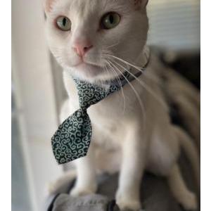Lost Cat Chino