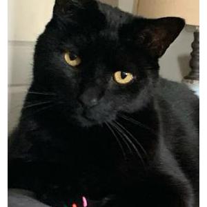 Lost Cat Simon