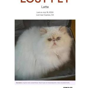 Lost Cat Latte