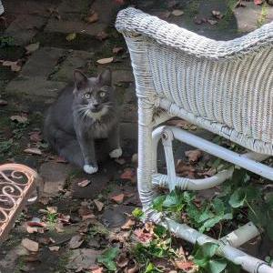 Found Cat Unknown