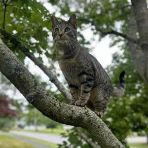 Lost Cat Dro