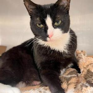 Lost Cat Jinx