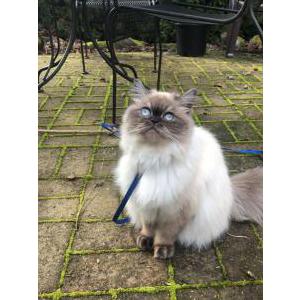 Lost Cat Shakti