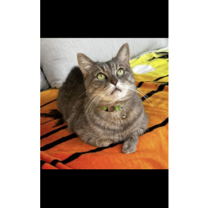 Lost Cat Shade