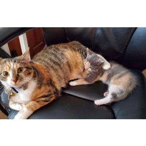 Image of Tilly, Lost Cat