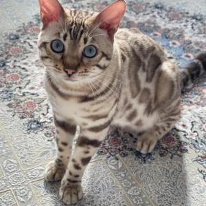 Lost Cat Golden Boy